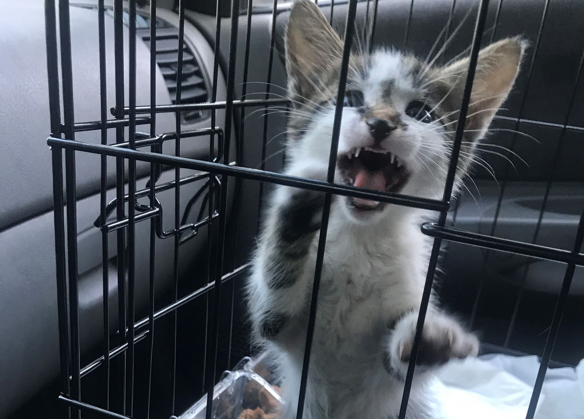 Νευριασμένη γάτα μέσα σε κλουβάκι μεταφοράς σε αυτοκίνητο