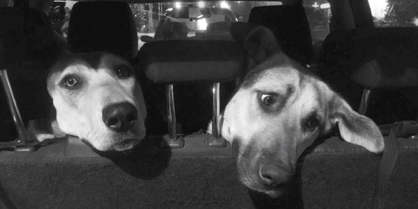 Δύο σκυλάκια μέσα σε αυτοκίνητο